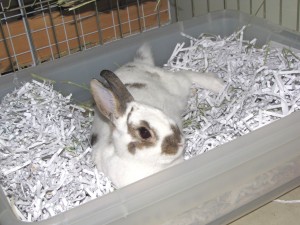 rabbit potty box