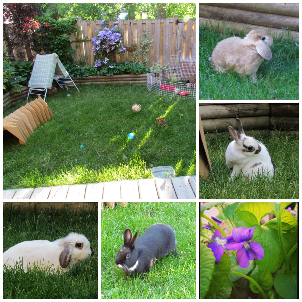 outdoor rabbits